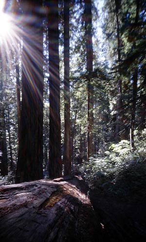 CA_redwoods.jpg