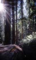 CA_redwoods_icon.jpg