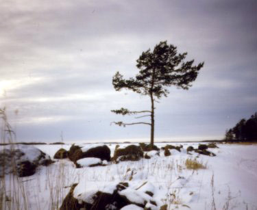 Pinus_silvestris.jpg