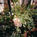 roseicon.jpg