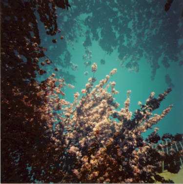 blossoms1.jpg